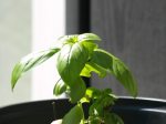what-is-basil-2