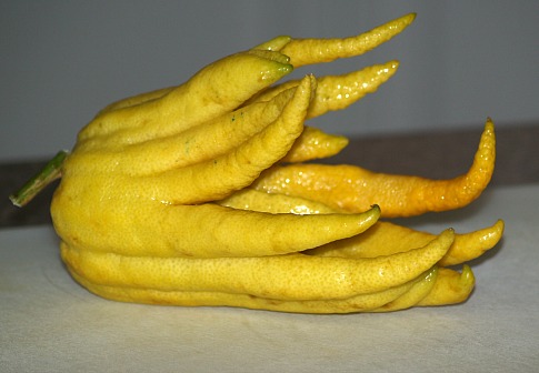Citron or Buddha's Hand
