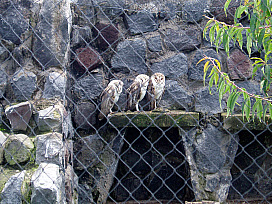 ecuador bird sanctuary