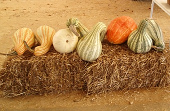 fall squash