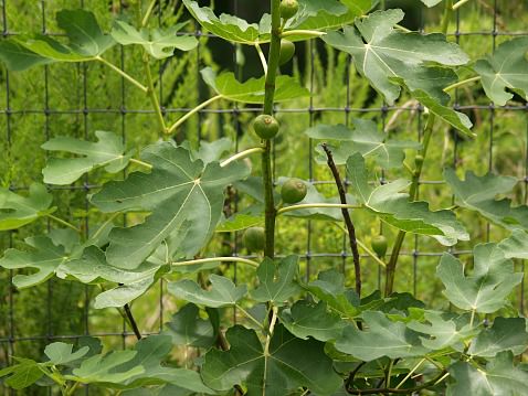 How to Cook Figs