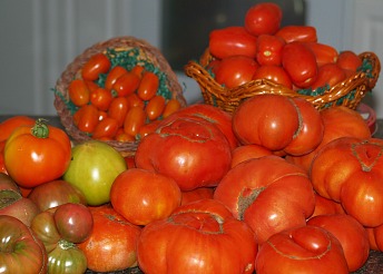 Fresh Tomatoes