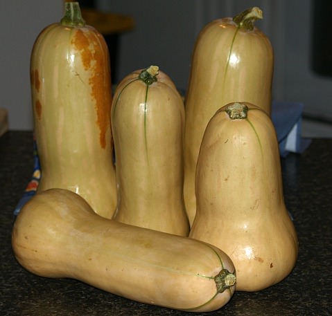 How to Cook Butternut Squash