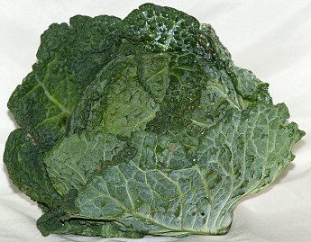 Napa Cabbage