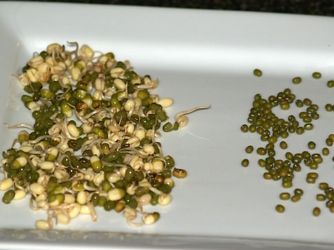 Mung Bean Sprouts