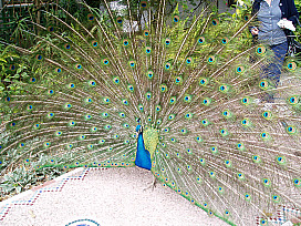 Peacock at Our Hotel