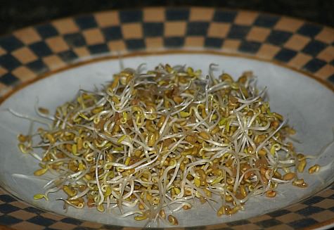 Fenugreek Sprouts