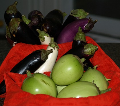 fresh eggplant