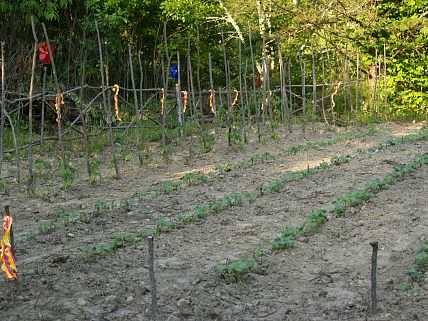 My Neighbors Garden Starting to Grow