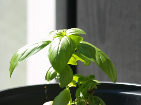 What is Basil?