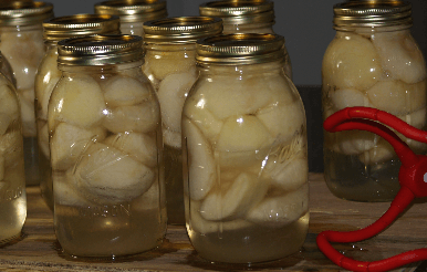 Canning Apples