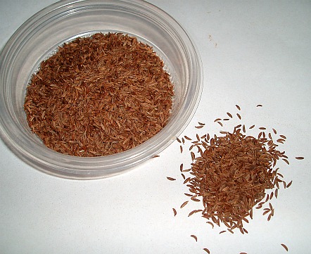 What is Caraway?