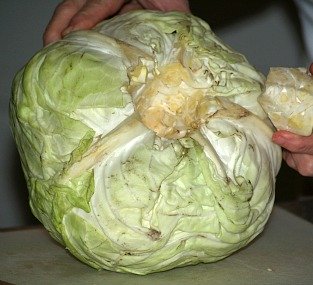 decoring the cabbage