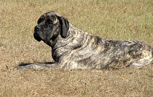 mastiff