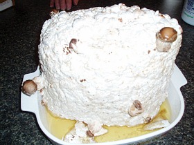 growing shitake mushrooms growing shitake mushrooms