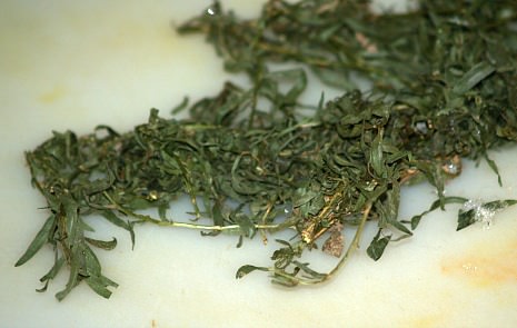 What is Tarragon?