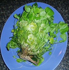 watercress