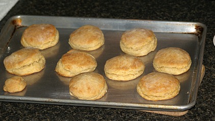 Fresh Baked Country Yeast Biscuits